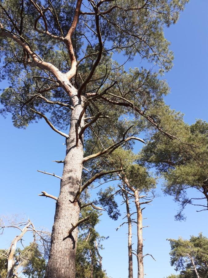 Nijlen B&B Altijd Zomer المظهر الخارجي الصورة
